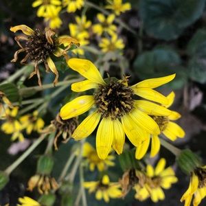 Meet your Posher, Sydney